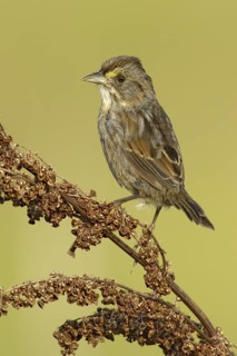 Seaside Sparrow (Ammodramus maritimus), Texas, USA