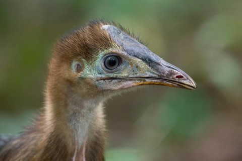 Southern Cassowary (Casuarius casuarius) juvenile, Queensland, Australia