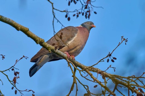A single pigeon on a branch in front of a clear blue sky, framed by nature, wood pigeon (Columba