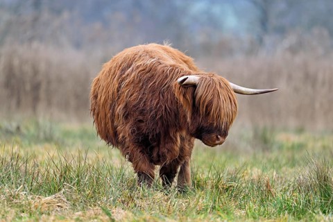 Highland cattle (Bos taurus), adult animal standing in a meadow, Reussspitz nature reserve,