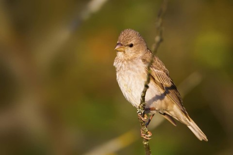 Common Rosefinch - Karmingimpel - Carpodacus erythrinus ssp. erythrinus, Germany, 1st S, male