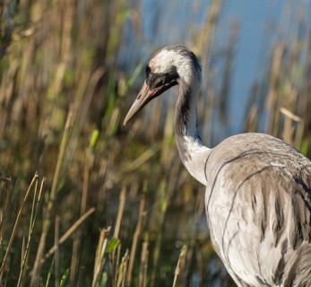 Crane (Grus grus), portrait, foraging in the shallow water zone of a lake, Lower Saxony, Germany