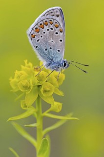 Blue butterfly, (Polyommatus icarus), Common blue, butterfly, butterfly, moth, insect, macro,