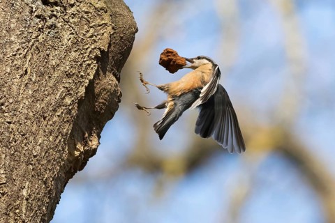 A nuthatch (Sitta europaea) with building material in its beak on the approach to its breeding den,