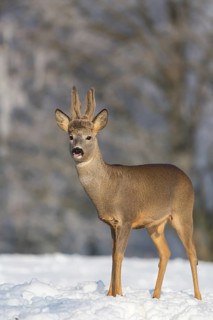 One male Roe Deer, (Capreolus capreolus), walking over a snowy meadow. Snow covered trees in the