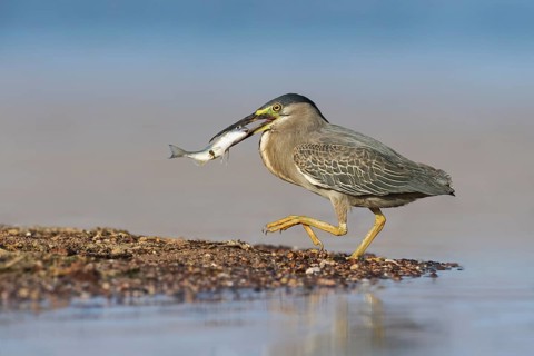 Striated Heron (Butorides striata) with fish prey in its beak, Eilat, Israel
