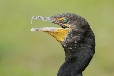 Double-crested Cormorant (Phalacrocorax auritus), Florida, USA