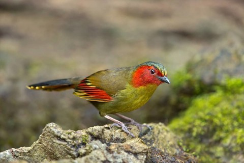 Red-faced Liocichla (Liocichla phoenicea), Yunnan, China