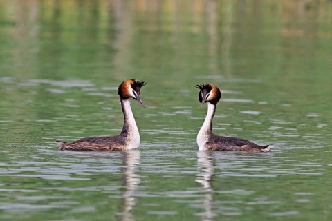 Great Crested Grebe (Podiceps Scalloped ribbonfish), pair mating, Lake Zug, Canton Zug, Switzerland