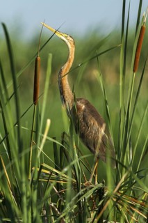 Purple Heron (Ardea purpurea), Andalusia, Spain