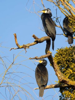 Great Cormorants (Phalacrocorax carbo), perched on a tree branch, against a clear blue sky, Hesse,