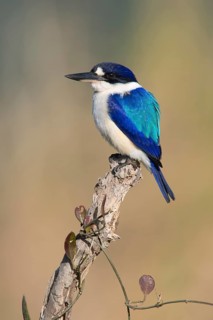 Forest Kingfisher (Todiramphus macleayii) male, Queensland, Australia