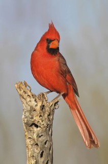 Northern Cardinal (Cardinalis cardinalis), Arizona, USA