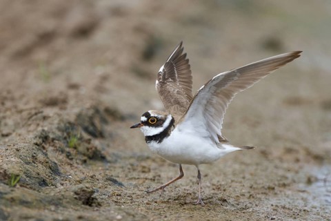 Little Ringed Plover (Charadrius dubius), Greece
