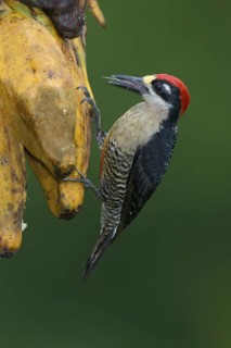 Black-cheeked Woodpecker (Melanerpes pucherani), Costa Rica