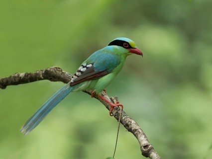 Common Green Magpie (Cissa chinensis), Darjeeling, India