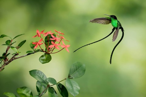 Black-billed Streamertail (Trochilus scitulus) male flying, Jamaica
