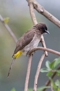 Common Bulbul (Pycnonotus barbatus) perched on a branch, Kibale National Park, Uganda