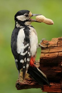 Great Spotted Woodpecker (Dendrocopos major) female, Lower Saxony, Germany