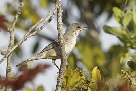 Rüppell's Warbler (Sylvia ruppeli) female, Turkey