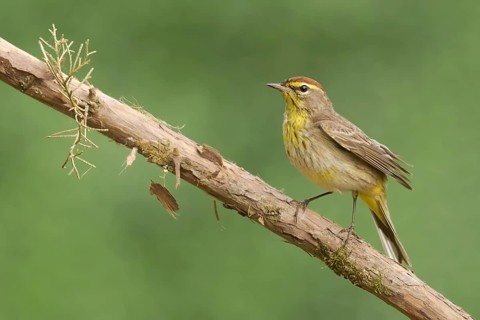 Palm Warbler (Setophaga palmarum hypochrysea) perched on a branch, Texas, USA