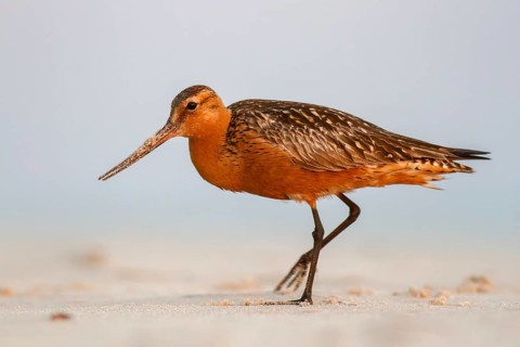 Bar-tailed Godwit (Limosa lapponica) male foraging, Poland