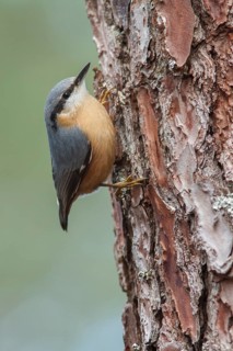 Eurasian Nuthatch (Sitta europaea) climbing a pinetree, Galicia, Spain