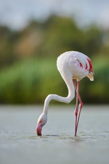 Greater Flamingo (Phoenicopterus roseus) walking in the water, Parc Naturel Regional de Camargue,