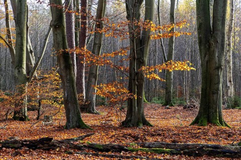 Autumn forest, autumn-colored trees, Darßwald, Darß, Fischland-Darß-Zingst, Western Pomerania