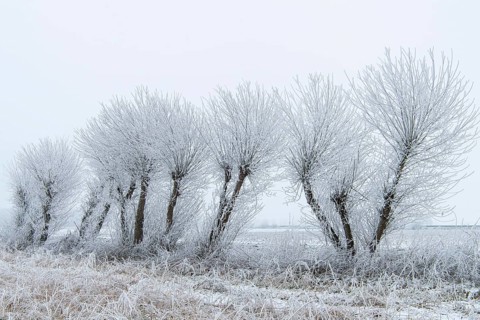 Willows in snow, winter, Vechta, Lower Saxony, Germany