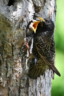 Starling (Sturnus vulgaris) feeding the young bird in a woodpecker cavity, North Rhine-Westphalia,