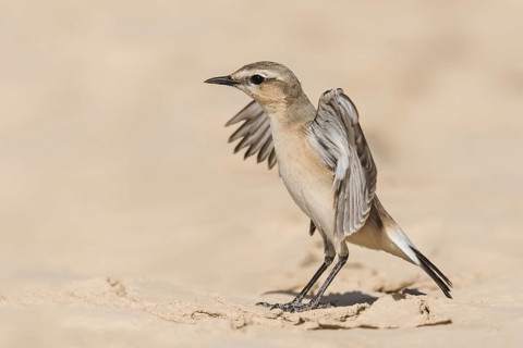 Isabelline Wheatear (Oenanthe isabellina), Eilat, Israel