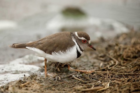 Three-banded Plover (Charadrius tricollaris), Kruger National Park, South Africa