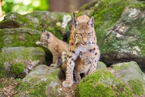 Eurasian lynx (Lynx lynx) mother with her youngsters (cubs) sitting on a rock in a forest, Bavaria,