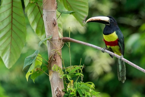 Black-necked Aracari (Pteroglossus aracari) perched on a branch in the rainforest of Guyana