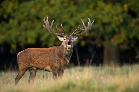 Red deer (Cervus elaphus) in rut, roaring, hunting, Klamptenborg, Copenhagen, Denmark