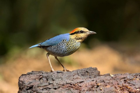 Blue Pitta (Hydrornis cyaneus) male perched on an old tree trunk, Kaeng Krachan, Thailand