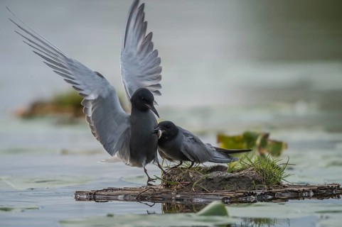 Black Tern (Chlidonias niger) displaying, Schleswig-Holstein, Germany