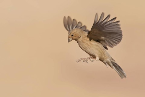 Sinai Rosefinch (Carpodacus synoicus) female flying, Eilat, Israel