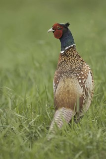 Common Pheasant (Phasianus colchicus) male, Saxony, Germany