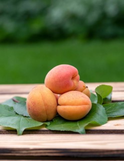 Apricot (Prunus armeniaca 'Tardicot'), An den Dorfwiesen 9, Germany