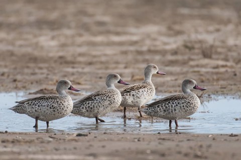 Cape Teal (Anas capensis), Northern Cape, South Africa