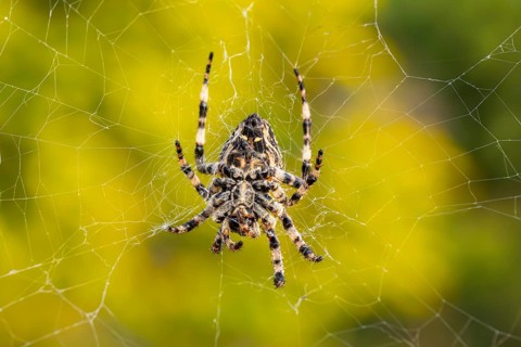 European garden spider (Araneus diadematus) hanging on a spider web at eveing on the island of