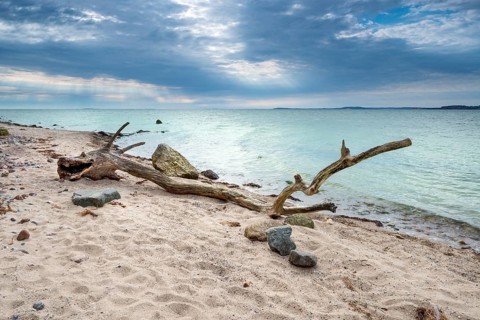 Sea monster, bizarre tree trunk shaped like a stranded dragon, driftwood on the beach of the Baltic