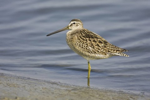 Short-billed Dowitcher (Limnodromus griseus), Virginia, USA