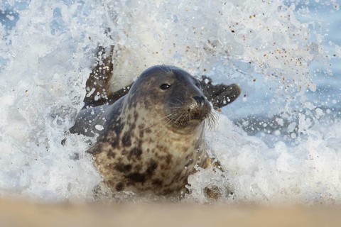 Atlantic grey seal (Halichoerus grypus) adult animal in the breaking waves of the sea on a