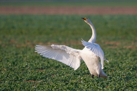 Whooper Swan (Cygnus cygnus) flapping wings, North Rhine-Westphalia, Germany