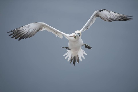 Northern Gannet (Morus bassanus) flying, Schleswig-Holstein, Germany