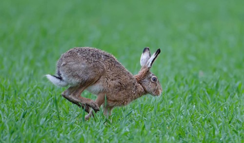 European hare (Lepus europaeus), meadow, running, Lake Dümmer, Germany