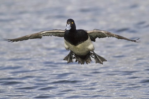 Lesser Scaup (Aythya affinis) male flying, British Columbia, Canada